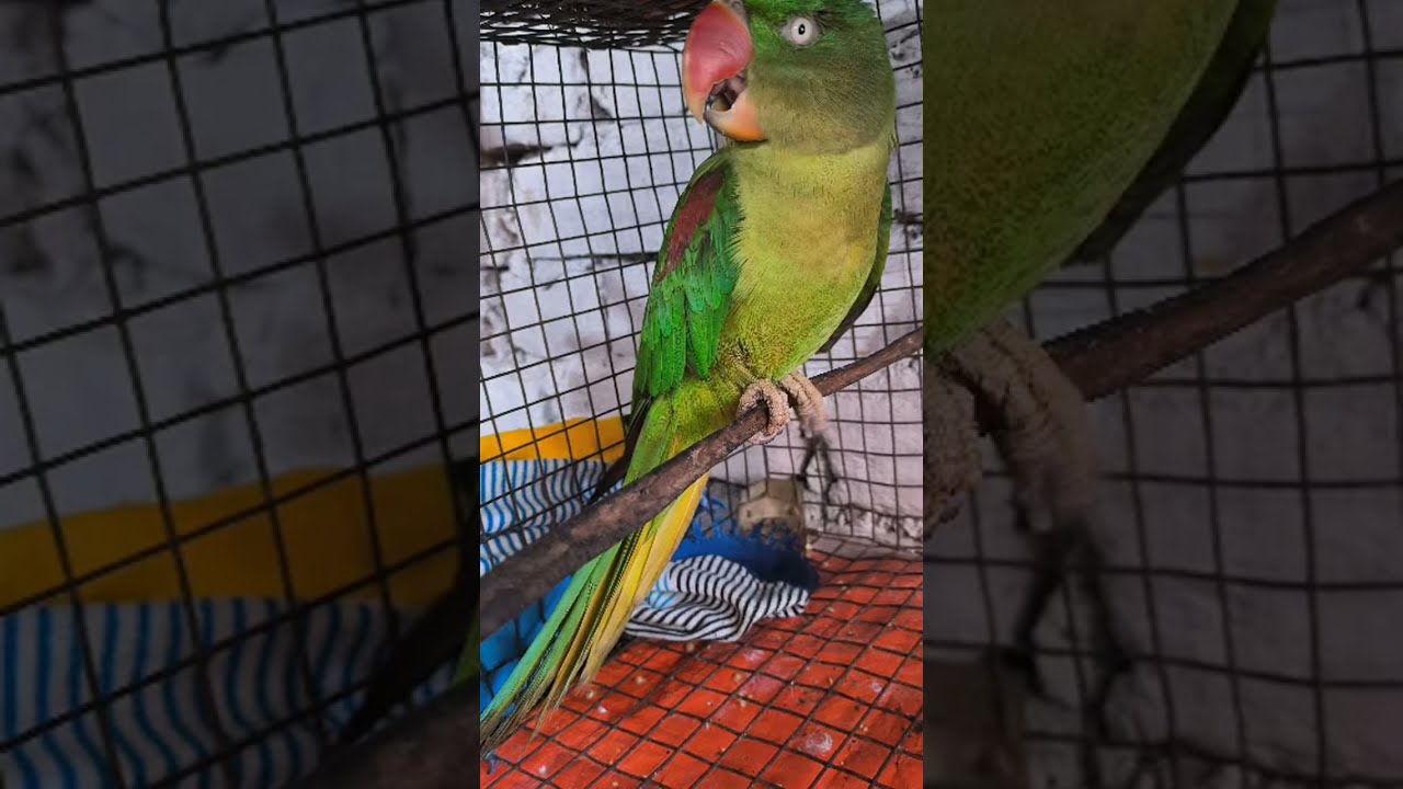 https://www.youtube.com/@Rahilaparrotlover