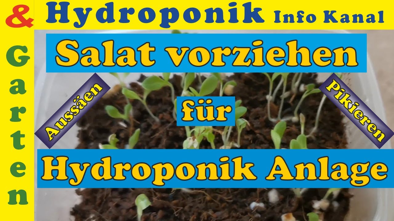 Salat aussäen, pikieren, tiefer setzen und ohne Fehler in die Hydroponik-Anlage einsetzen.