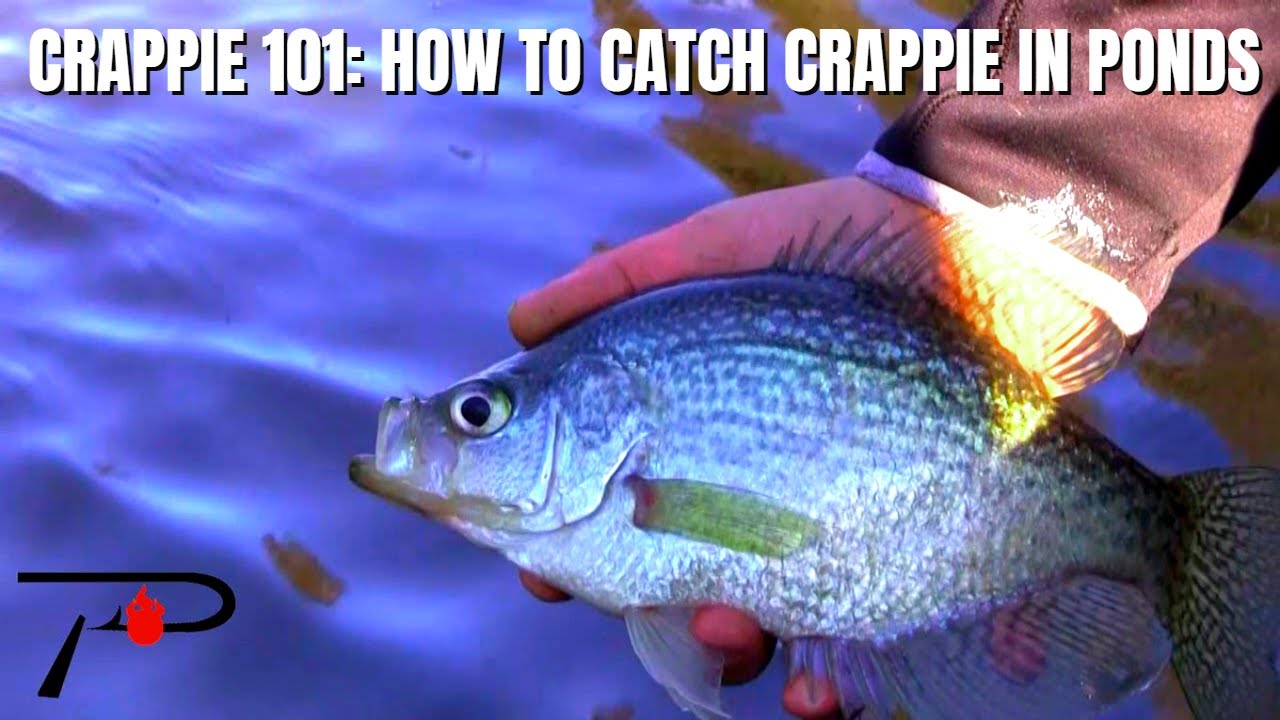 How To Catch Crappie In Ponds