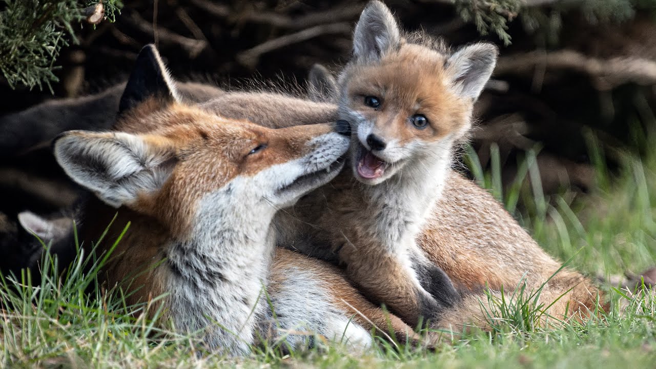 Family Bonds of a Fox Clan