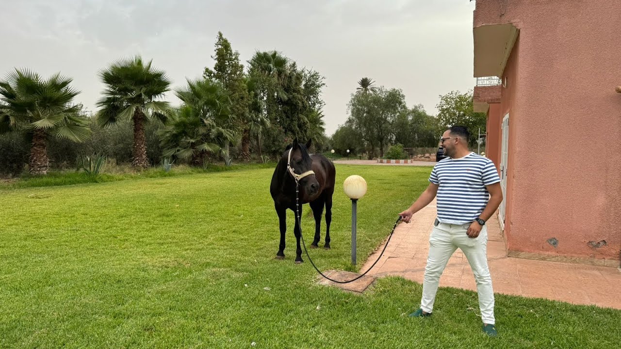 فيرما من مراكش 🇲🇦مع السمك و الخيل 2.5هكتار تمن 700000 دولار آخر تمن 🔥0661351280 المالك