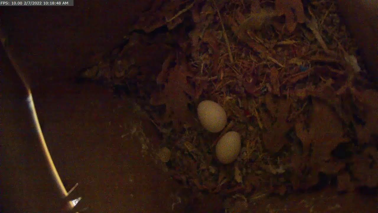 Lovebirds nest
