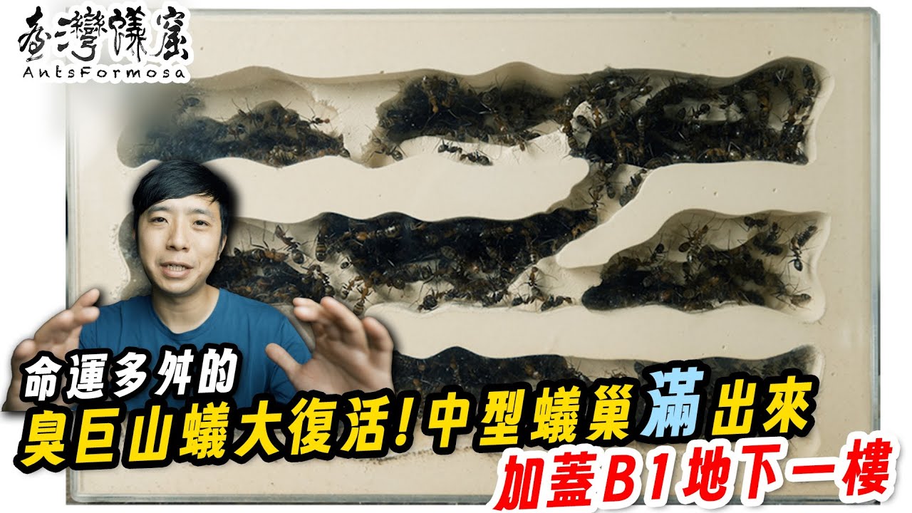 【螞蟻明星】臭巨山蟻大復活！加蓋B1新地下室｜液態飼料餵食Show｜臺灣蟻