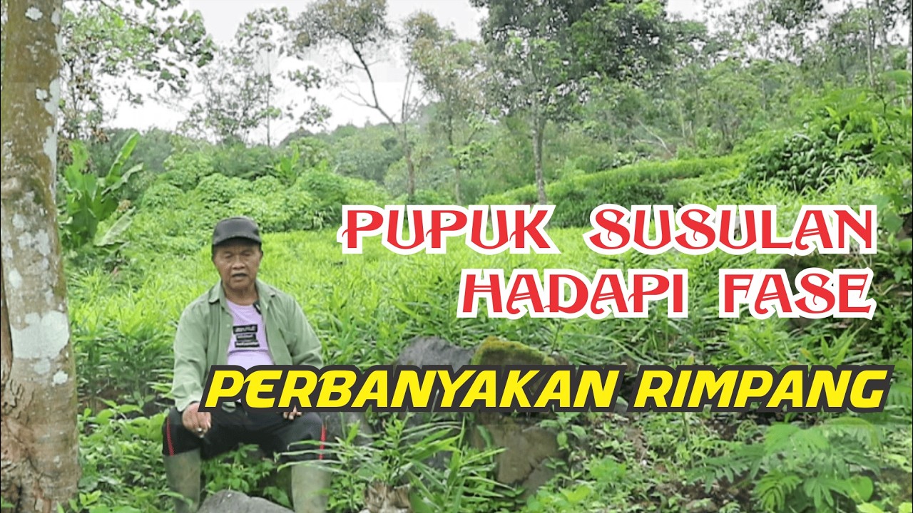 Petani Jahe Harus Tahu Fase Fase Pertumbuhan Jahe | Sesi Lanjutan