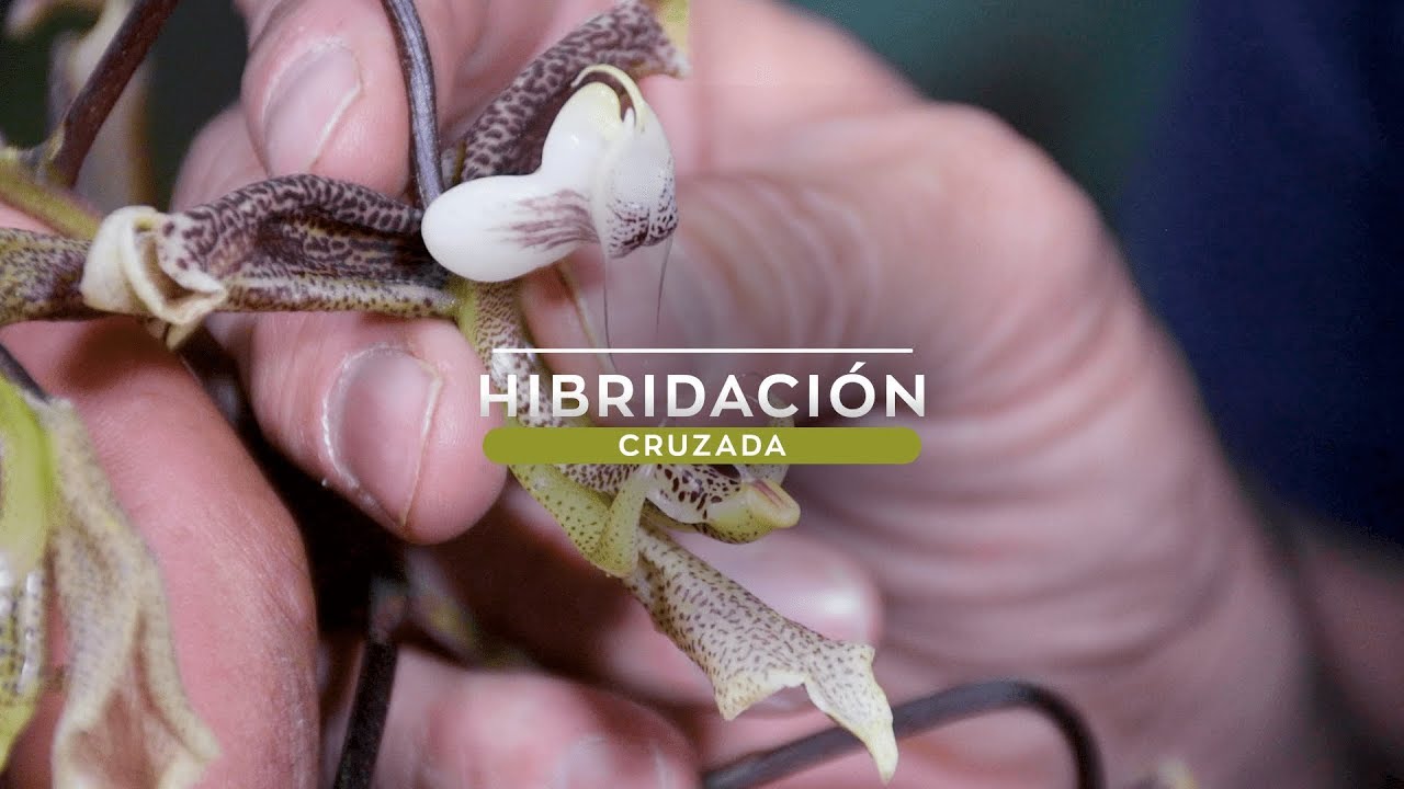 HIBRIDACIÓN CRUZADA | Stanhopea tigrina y Gongora escobariana