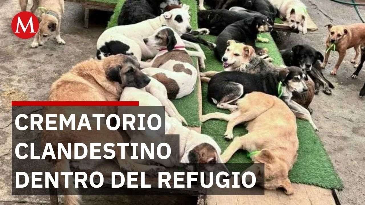 Refugio Franciscano: el caso m&aacute;s grave de violencia animal documentado en la Ciudad de M&eacute;xico