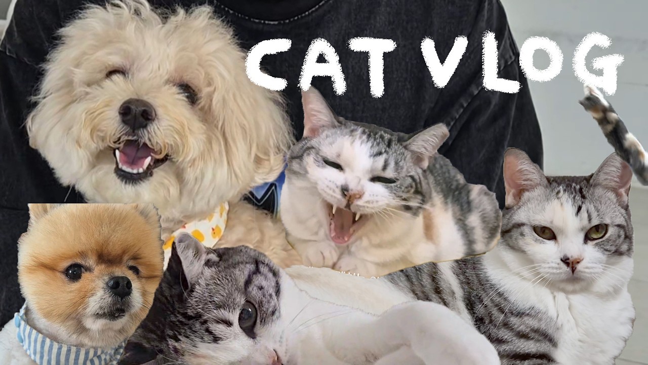 귀여운 고양이랑 함께 하는 집사 일상 | 덤블링 하는 냥이 | 가구 스크래쳐 해결 | 겨울 숨숨집 | 발치 | 결혼 준비하는 20대 현실