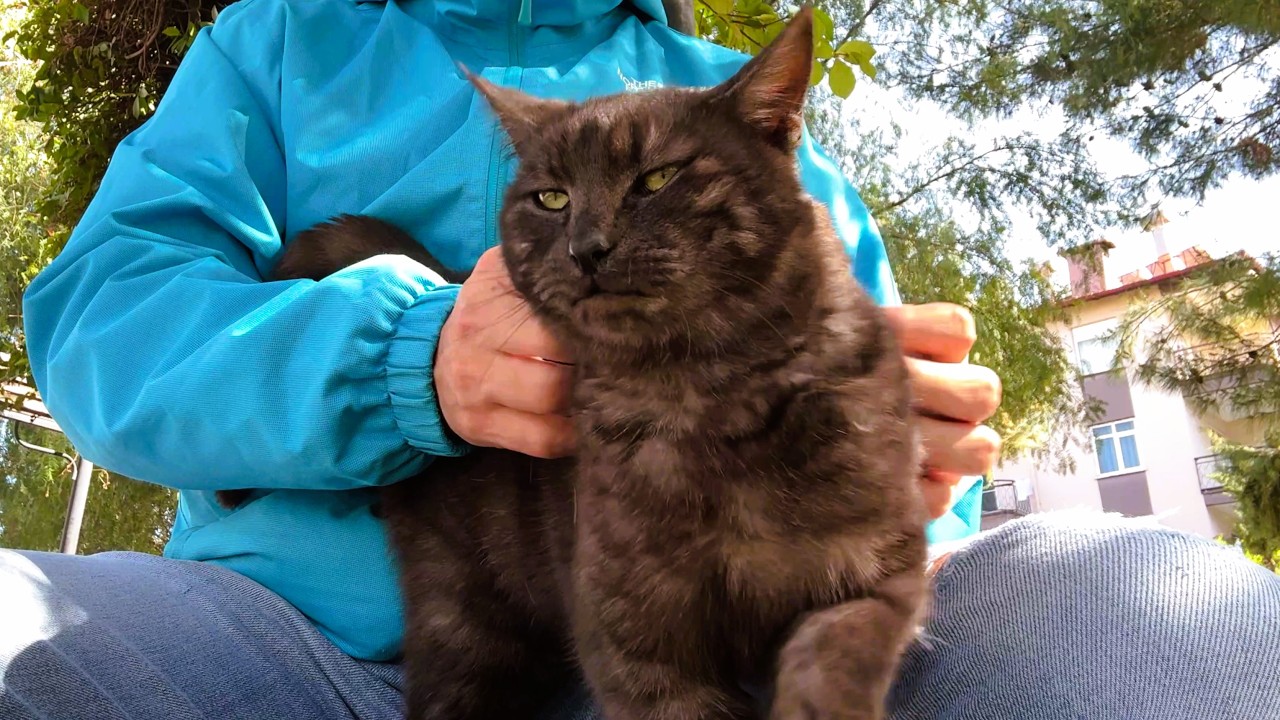 This Street Cat Has a Truly Unique Coat