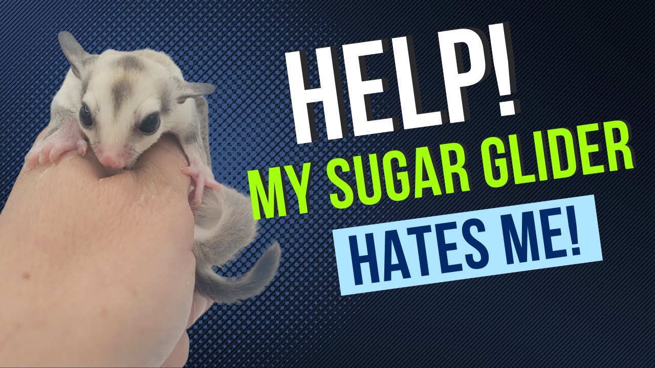 My Sugar Glider Hates Me!!!