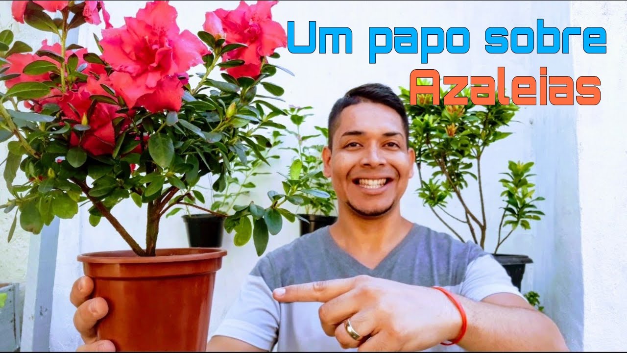 Um papo sobre as lindas e maravilhosas  AZALEIAS