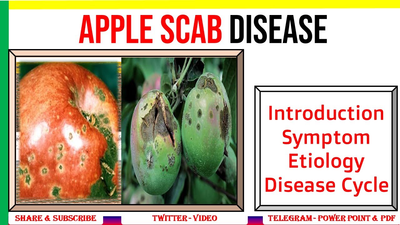 Apple Scab 🍎, Introduction, Symptom, Etiology, Disease Cycle | Venturia ineaqualis | PAC #