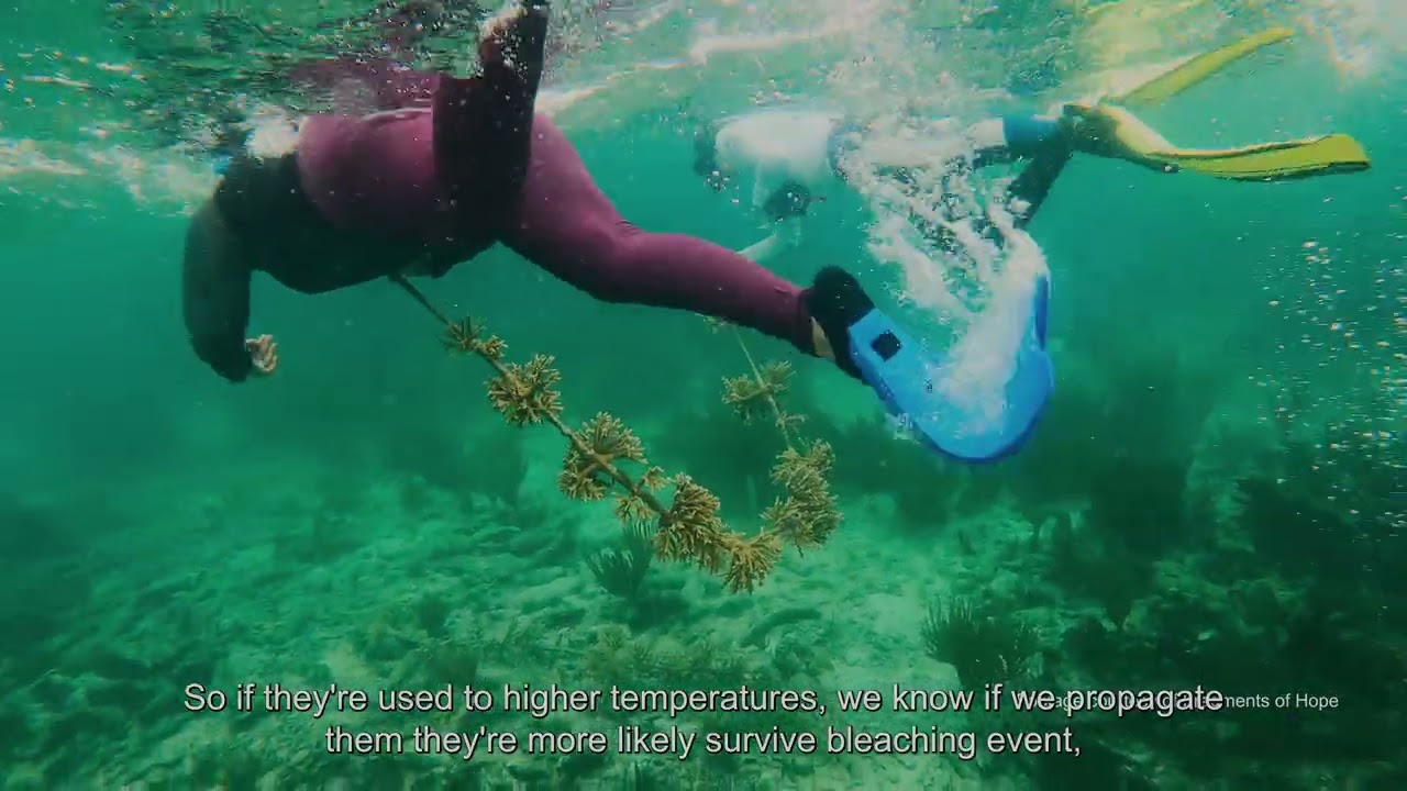Coral restoration case study in Belize