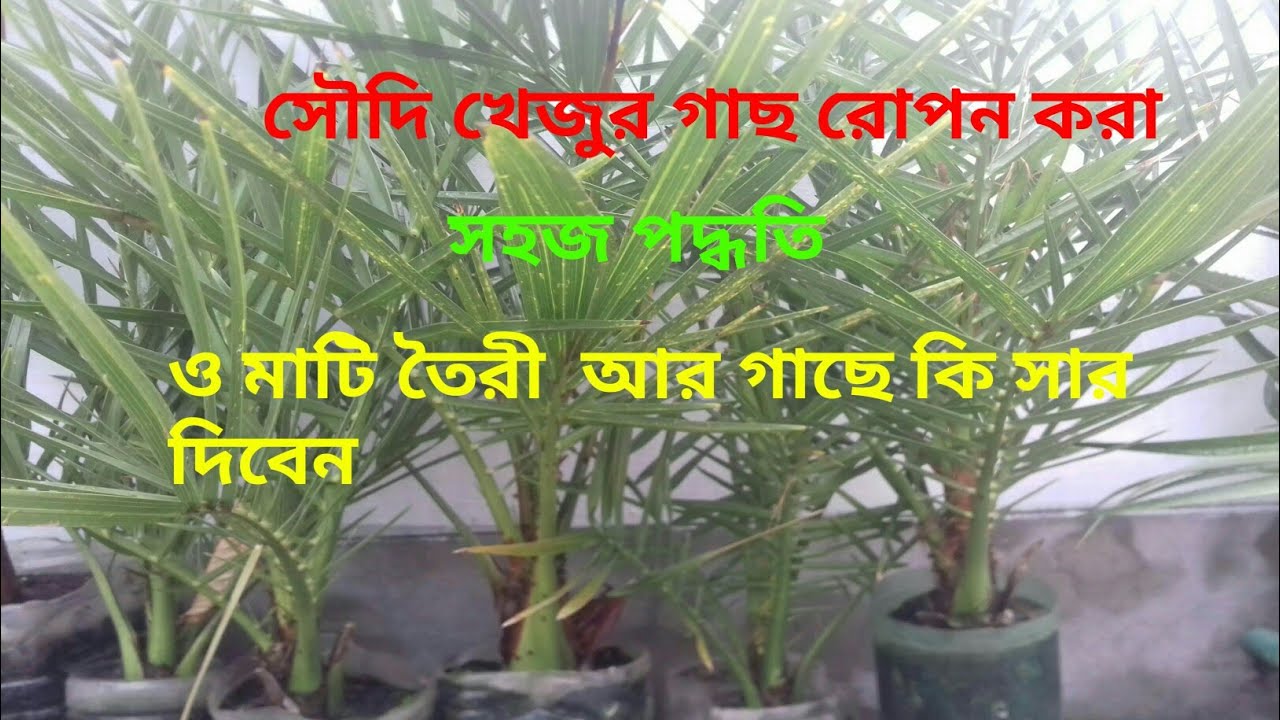 সৌদি খেজুর গাছ রোপন করা সহজ পদ্ধতি