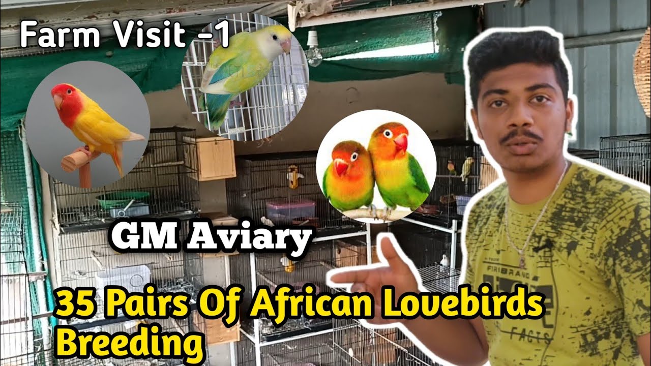 35 Pairs African Lovebirds Breeding Setup |ಕಡಿಮೆ 🌟ಬಂಡವಾಳ ದಿಂದ 60,000ವರೆಗೂ ಆದಾಯ |GM Aviary 🦜|