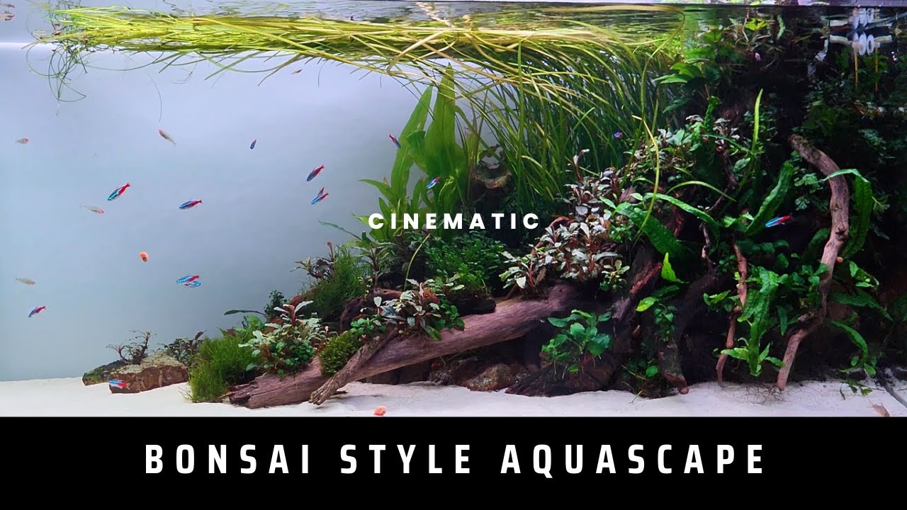 Low maintenance Bonsai Style Aquascape - Cinematic & Relaxing