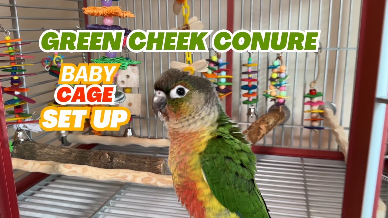 How I Set Up Green Cheek Conure Baby Cage
