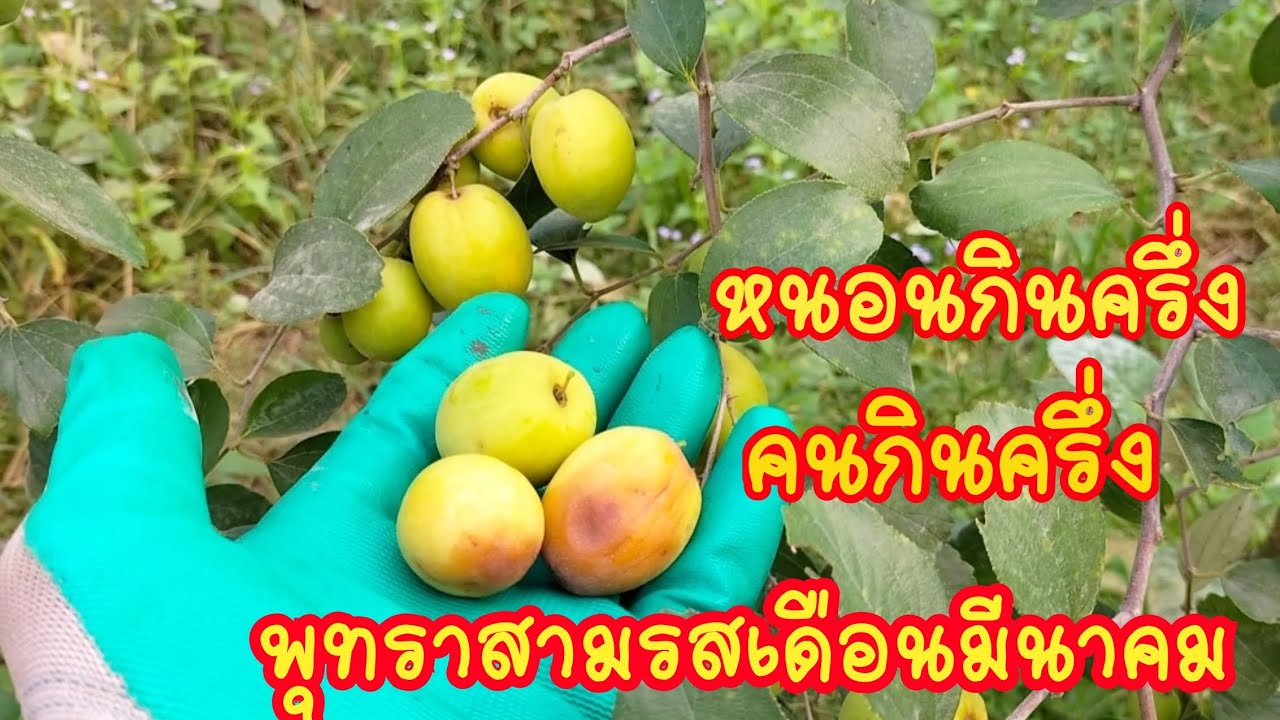 เดินเลาะสวนพุทราหากินพุทราสามรส ปลายเดือน กุมภาพันธ์