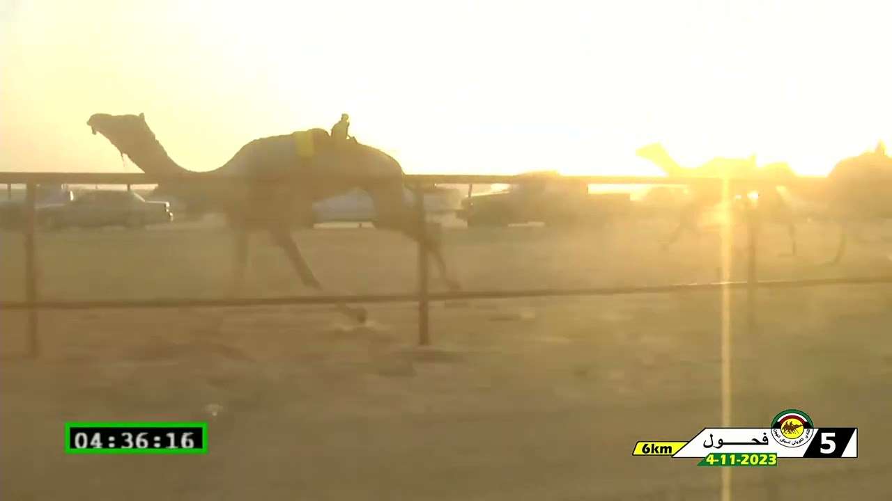 الشوط الخامس فحول  6 كم تاريخ 4-11-2023