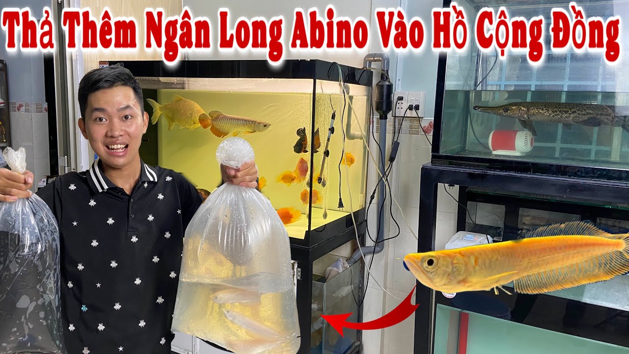 1 Ngày Thịnh Đạt Và Hành Trình Thả Thêm Ngân Long Abino Vào Hồ Cộng Đồng