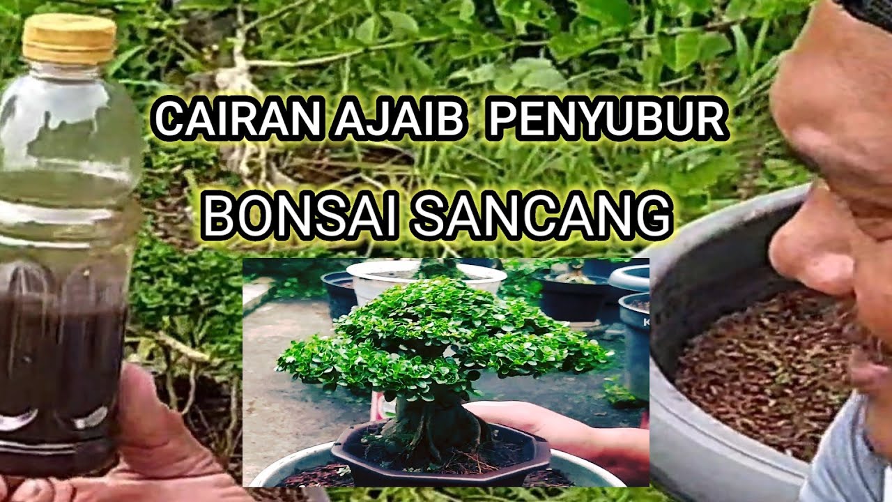 CARA BIKIN RAMUAN AJAIB BUAT BONSAI SANCANG#youtubeshorts