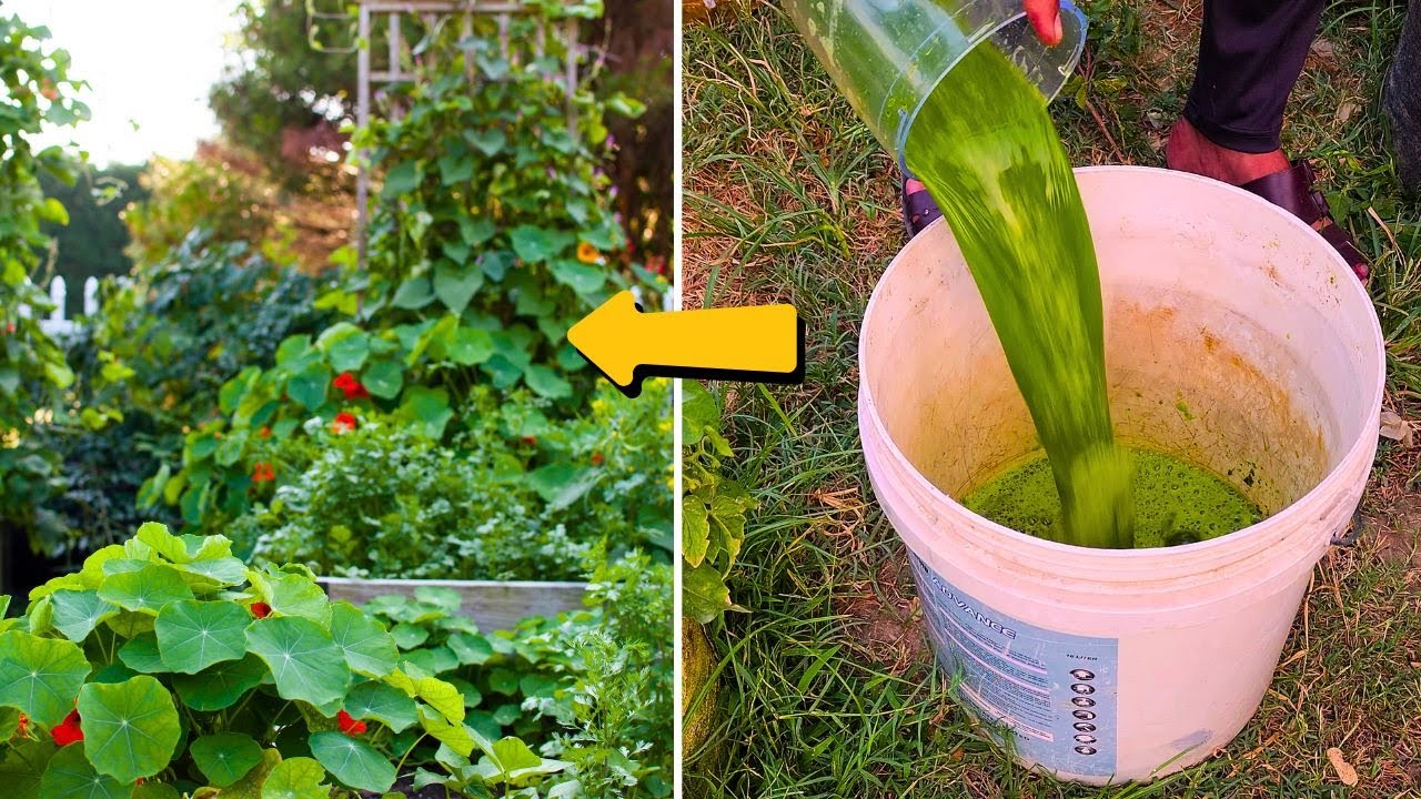 From weeds to wonders: How weed tea can supercharge your garden!