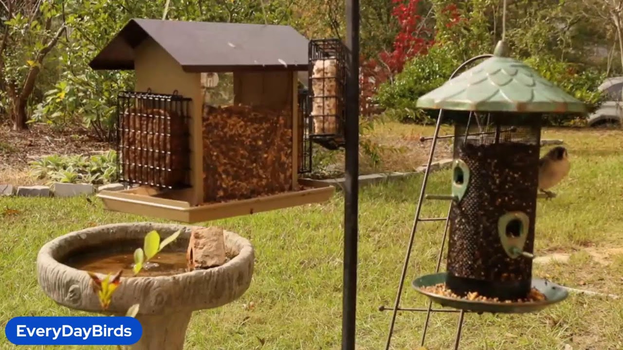 BirdStream Activate!