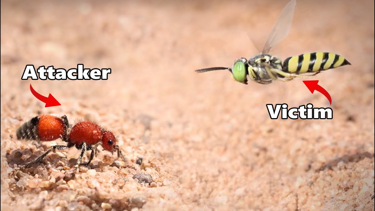 Убийца коров нападает на разъяренный рой ос!