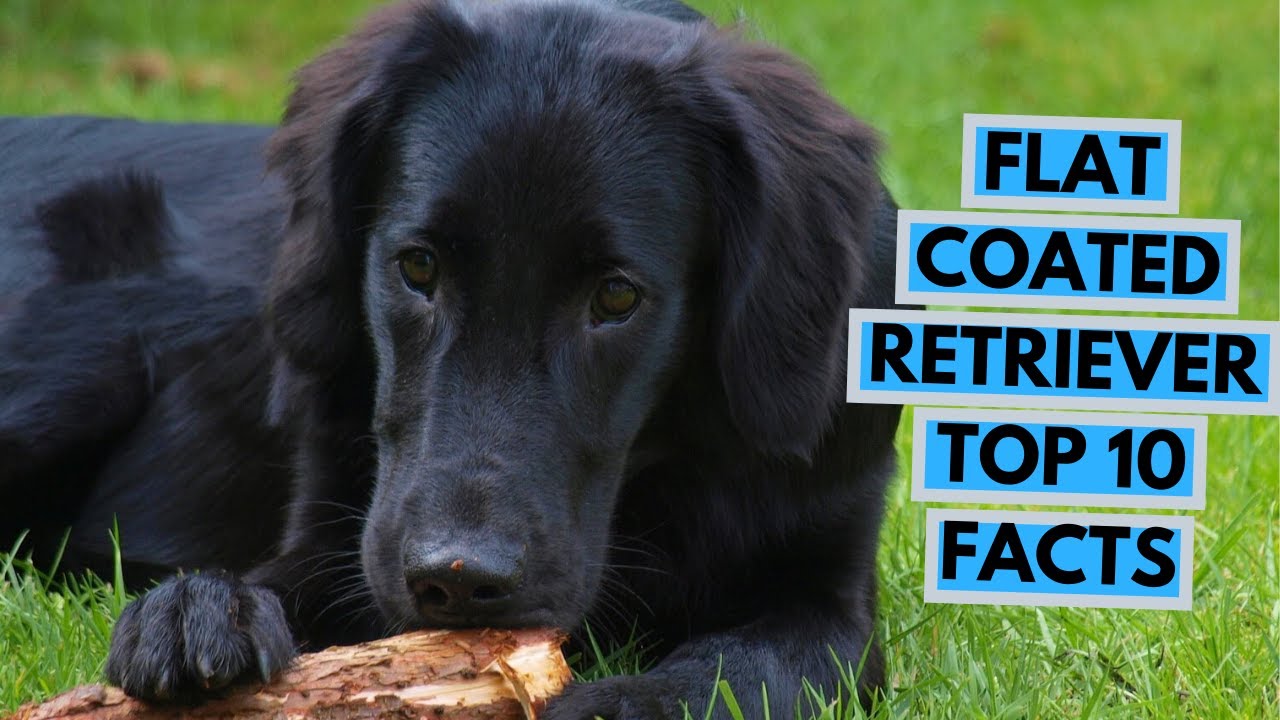 Flat Coated Retriever - TOP 10 Interesting Facts
