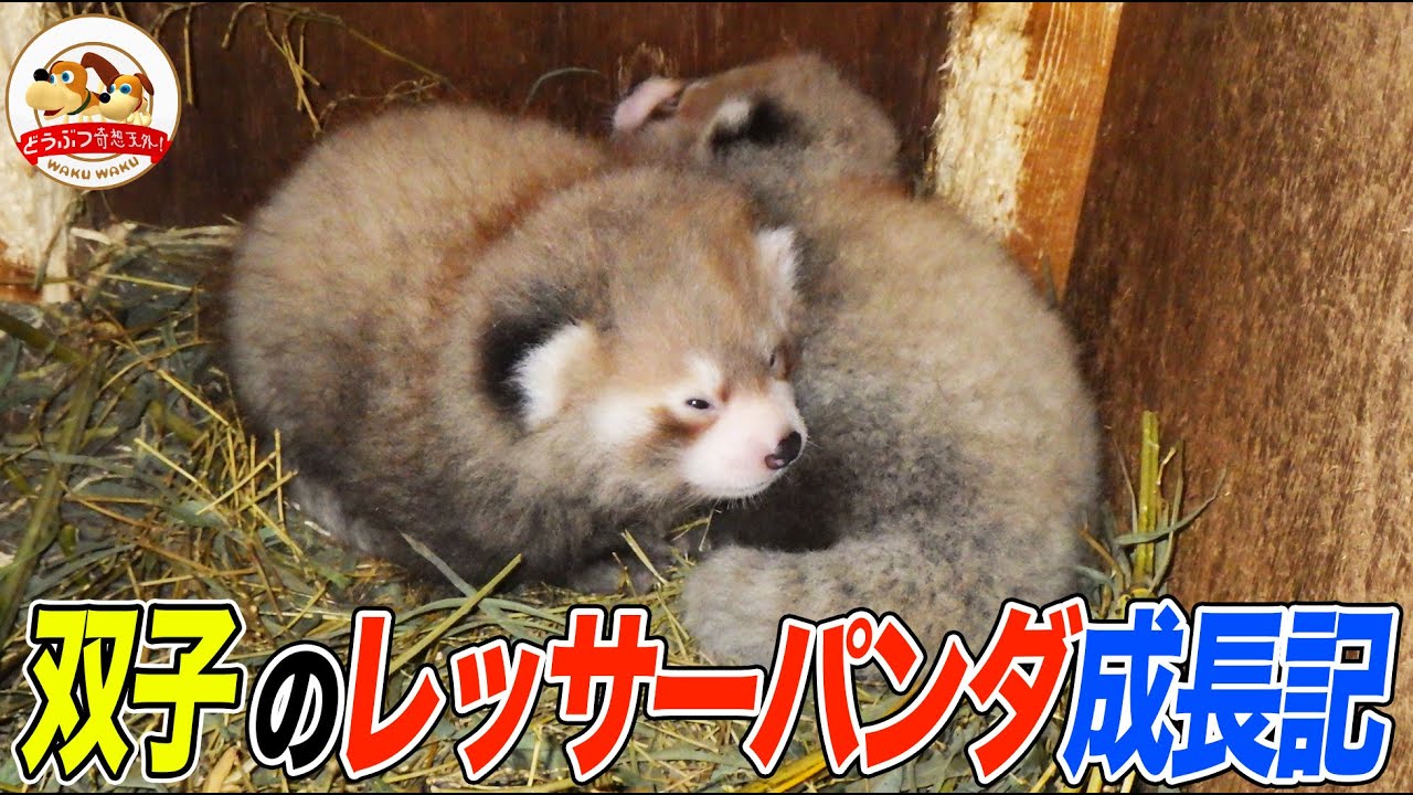 飼育員さんの腕から離れないレッサーパンダの赤ちゃん！釧路市動物園・双子リムとレラの成長記録【どうぶつ奇想天外／WAKUWAKU】