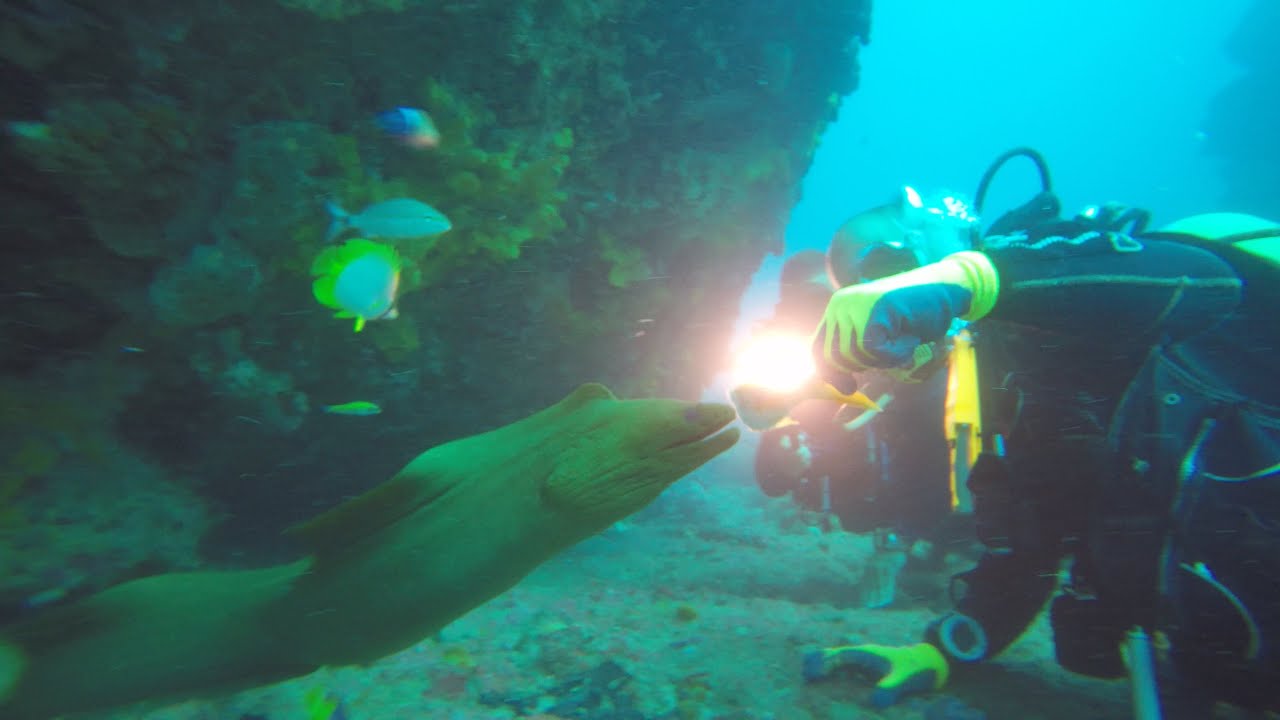 Feeding a Green Moray Eel-4K
