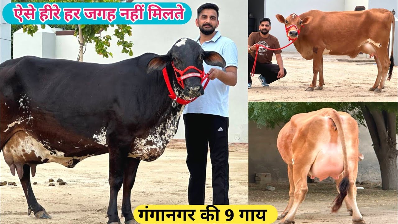 😱ऐसे हीरे हर जगह नहीं मिलते। क्रॉस ब्रीड 9 गाय बिकाऊ। दूध 20 से 28 लीटर। 9 Cow For Sale Pawandeep