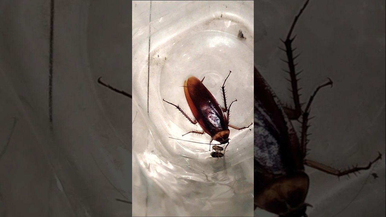 1,2,3 start cockroach #shorts #funny #aymanblog #cockroach #ipis