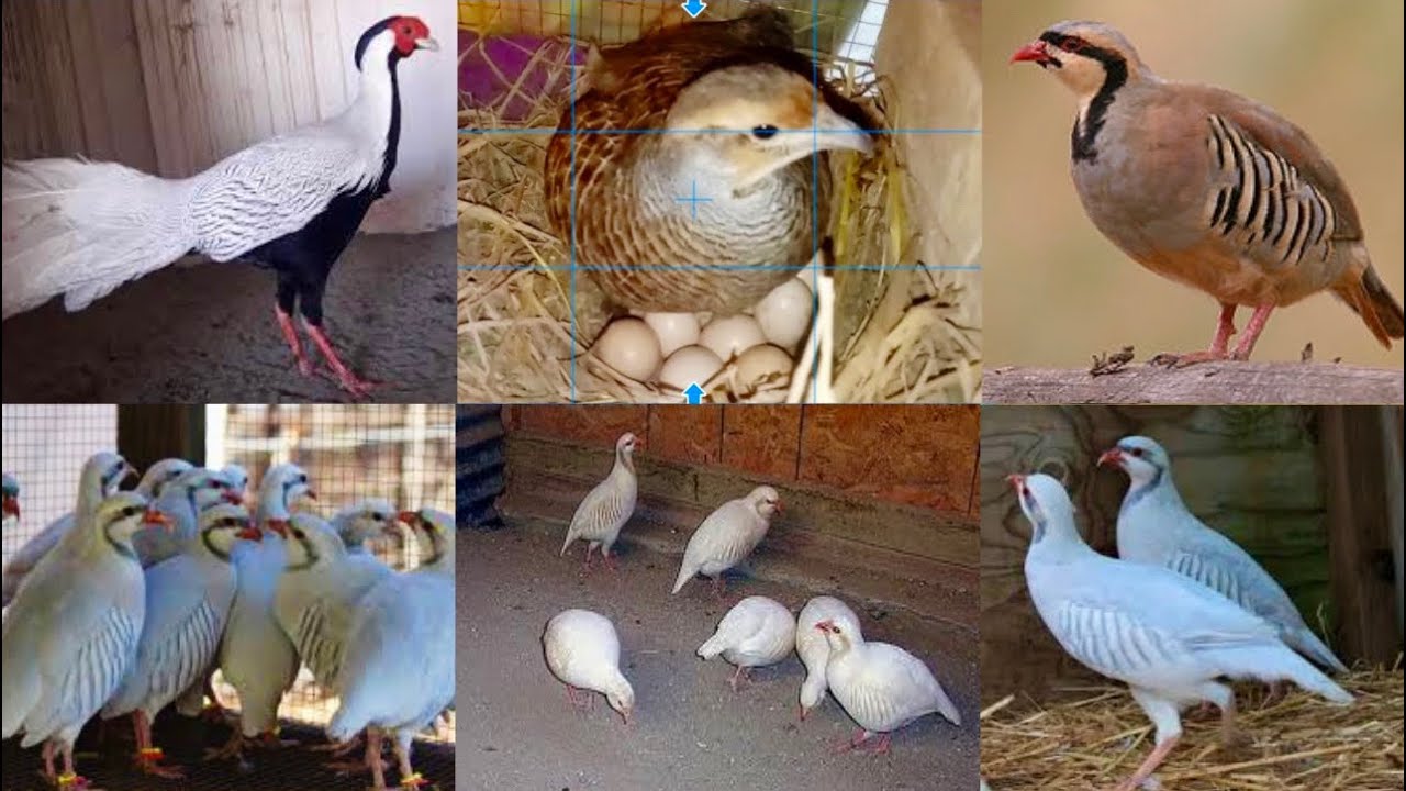 How To Start Chand Chakor Farm, Dakhni Teetar Ki Awaz, Red Golden Pheasant, Hsn Entertainment