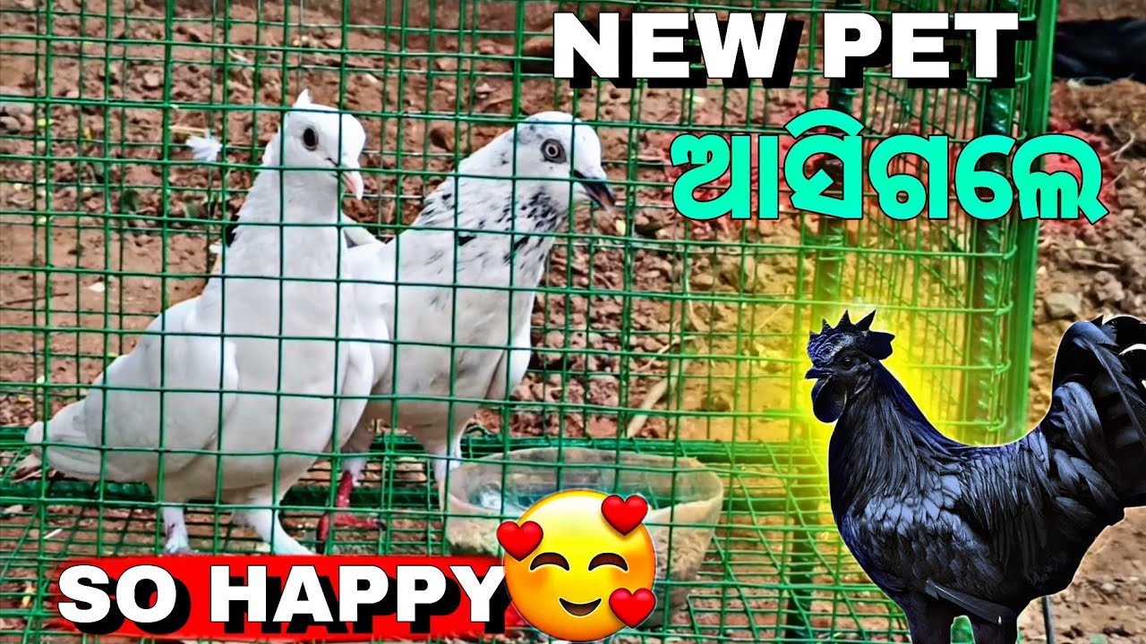 New pets ... ଆସିଗଲେରେ 🤗🤗😍😍😍