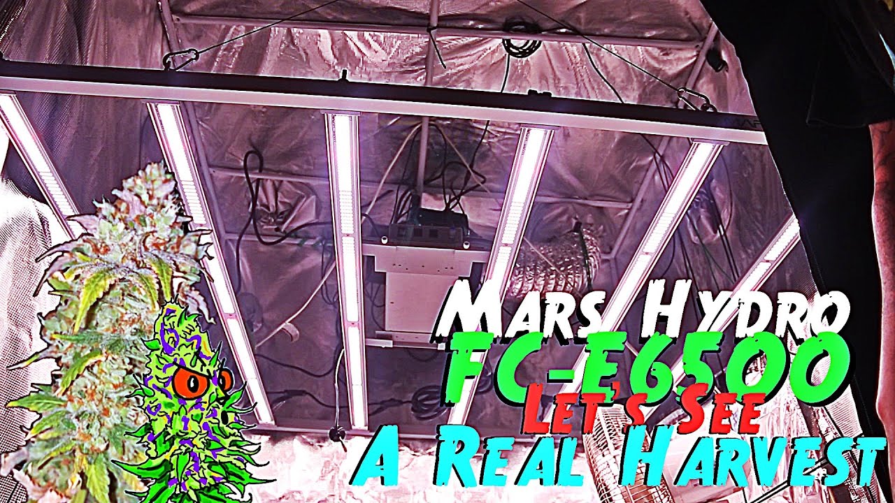 Mars Hydro FC-E6500 | Let&rsquo;s See What A Real Harvest Looks Like | Feat. The HerbsNow Dryer
