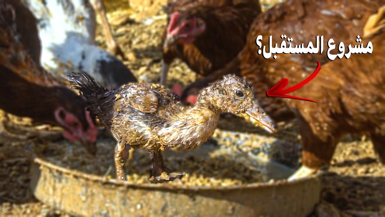هل مشروع البط الميسكوفي يمكن ان يصبح افضل من الدجاج؟/ ادخال نبتة الفصة للنضام الغذائي بالمزرعة