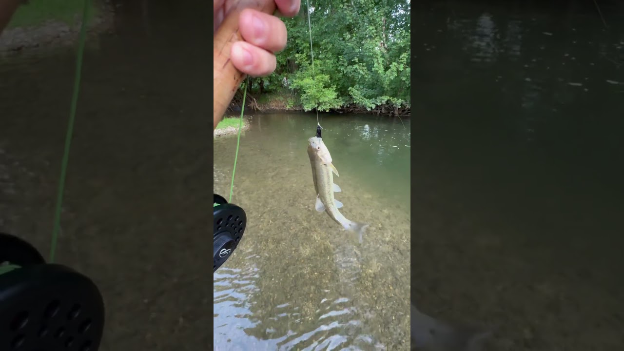 #fishing #sports #fish #new #baby #nature