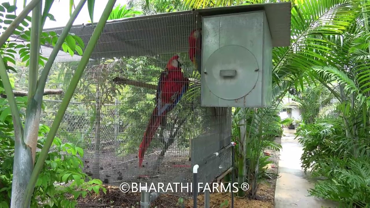 A Quick Walk Through @ My Teacher's Aviary