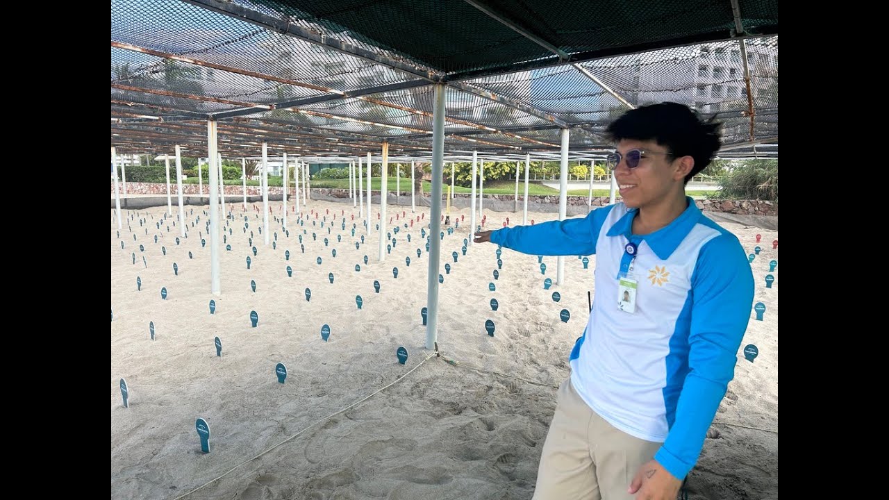 Rescatar huevos de tortugas marinas