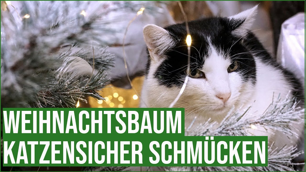 Weihnachtsbaum katzensicher dekorieren | Was gehört nicht an den Baum?