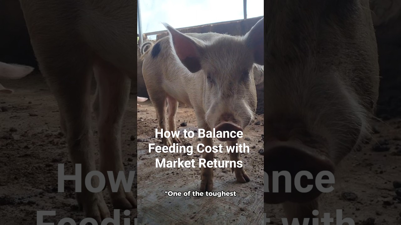 How to Balance Feeding Cost with Market Returns #markettransformation #pig #pigfeed #farming