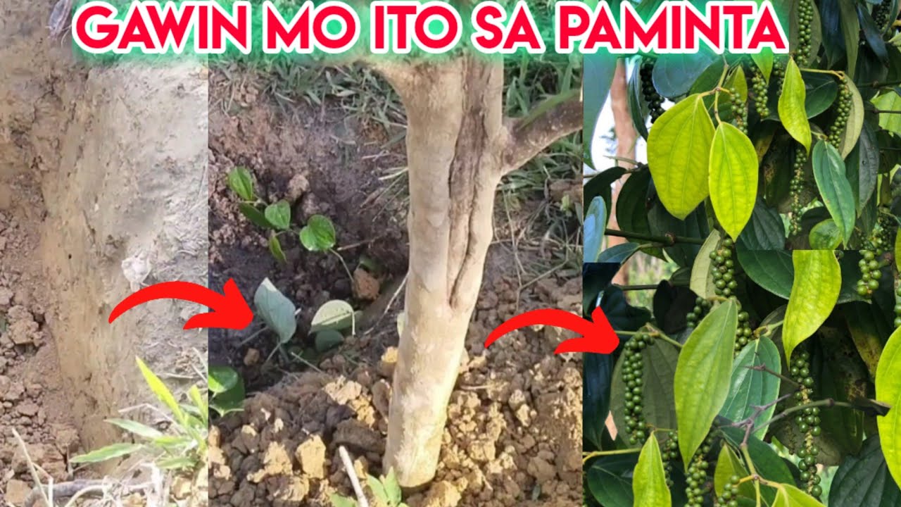 PAANO ANG EPEKTIBONG PAMAMARAAN SA PAGTATANIM NG MATABANG PAMINTA