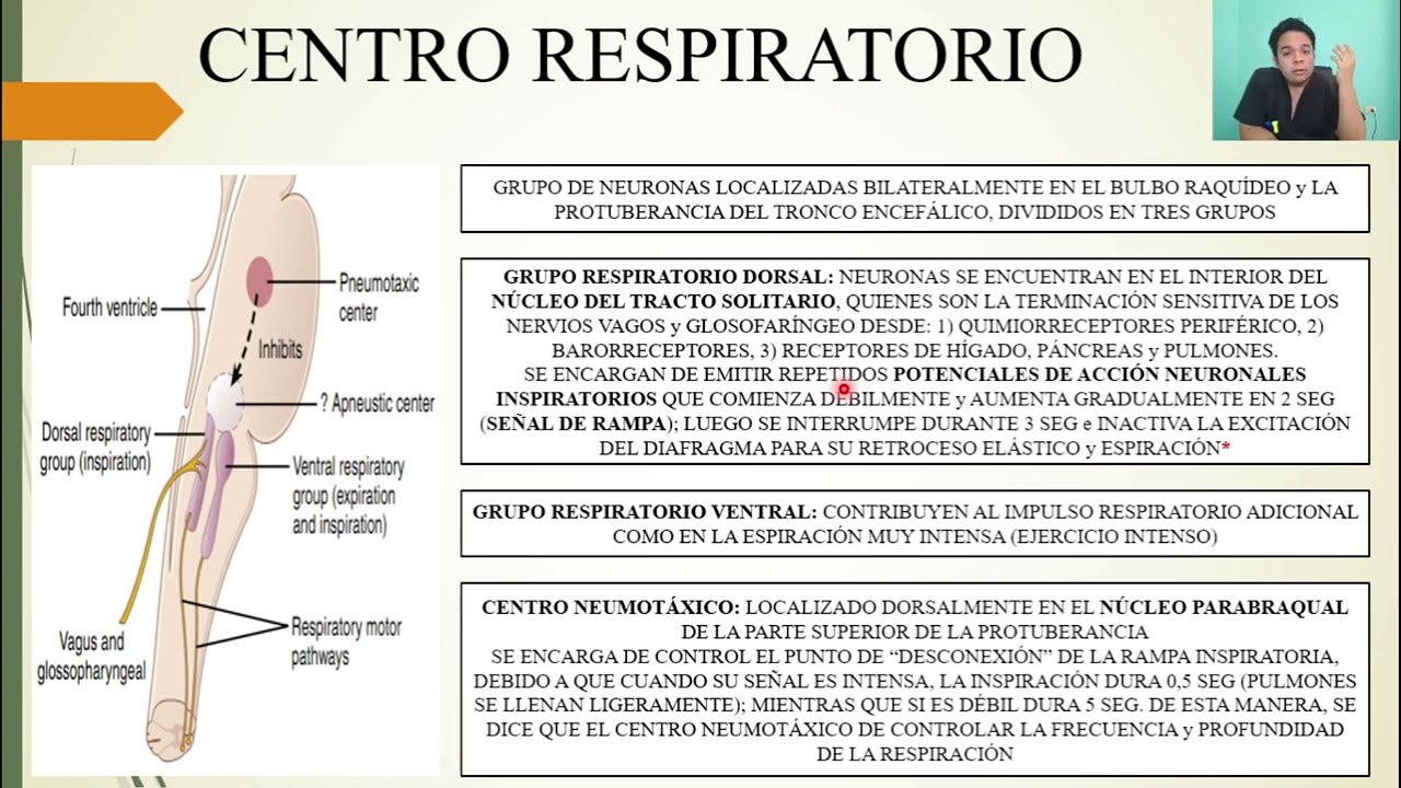 FISIOLOGÍA: REGULACIÓN DE LA RESPIRACIÓN