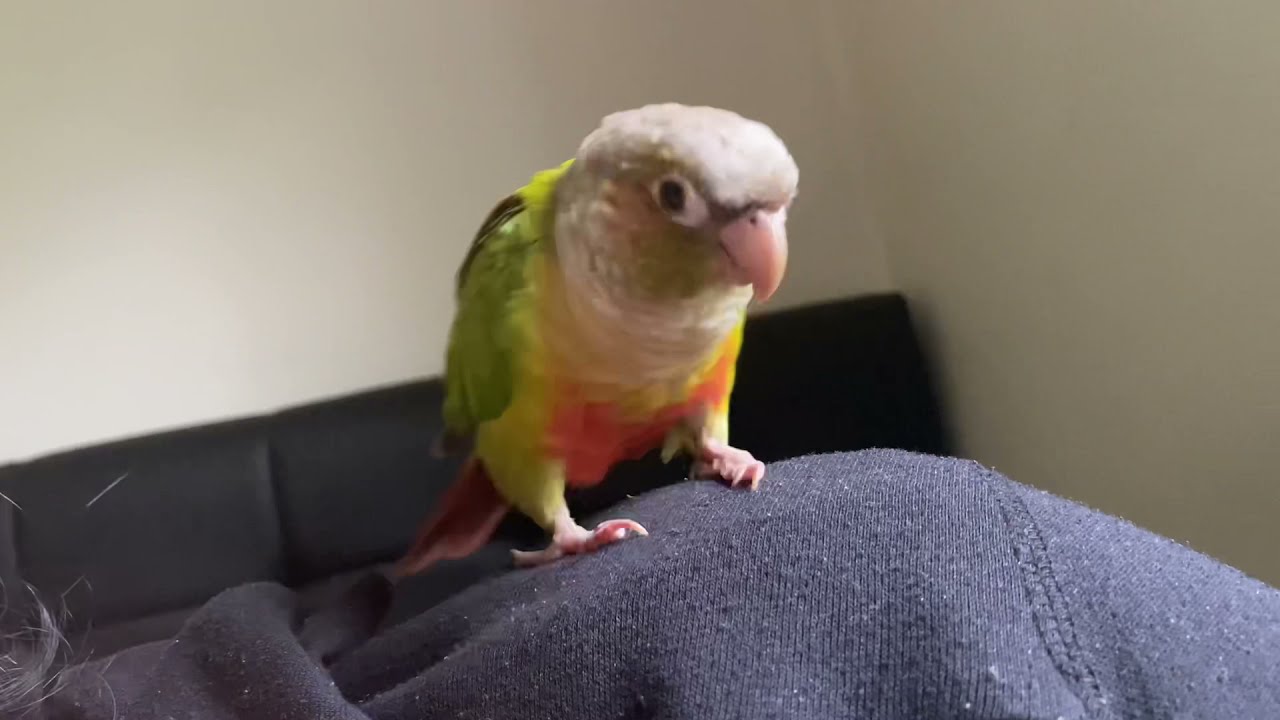 Mitthu satisfying Chirps🥰#like #viral #live #trending #birds #chirping #shorts #conure #mitthu#cute