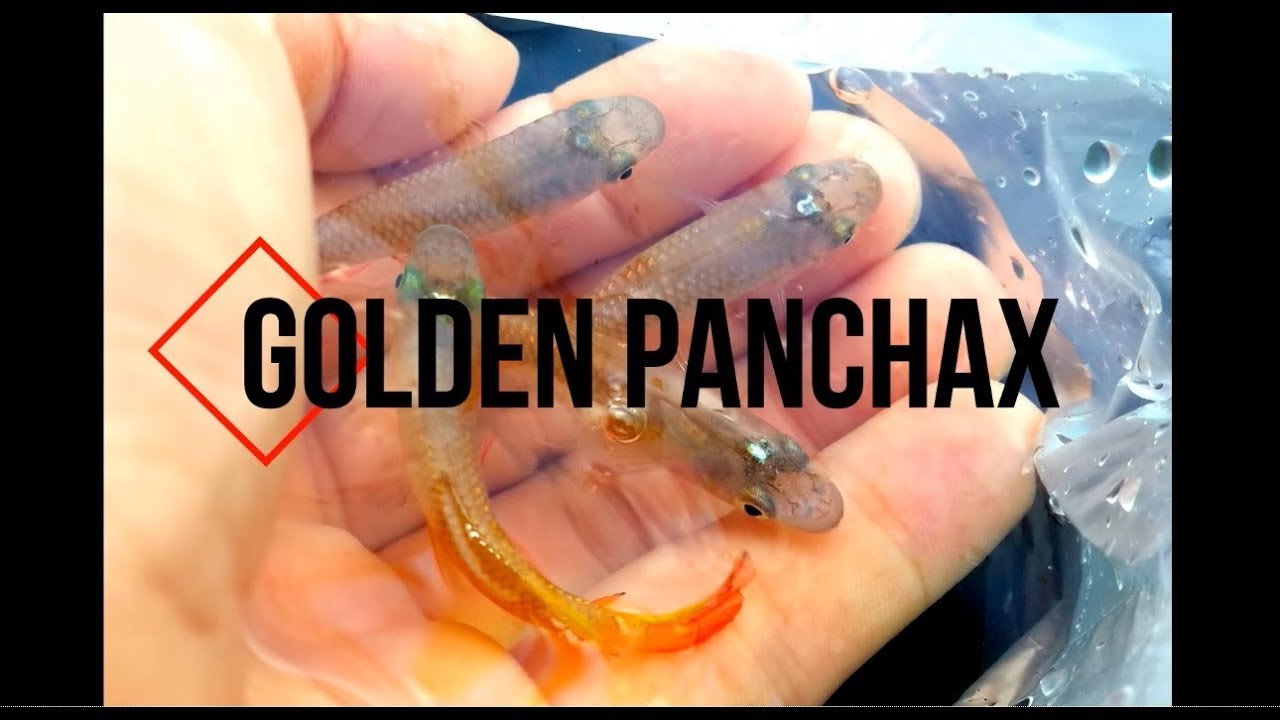 Breeding golden panchax killifish - Step by Step