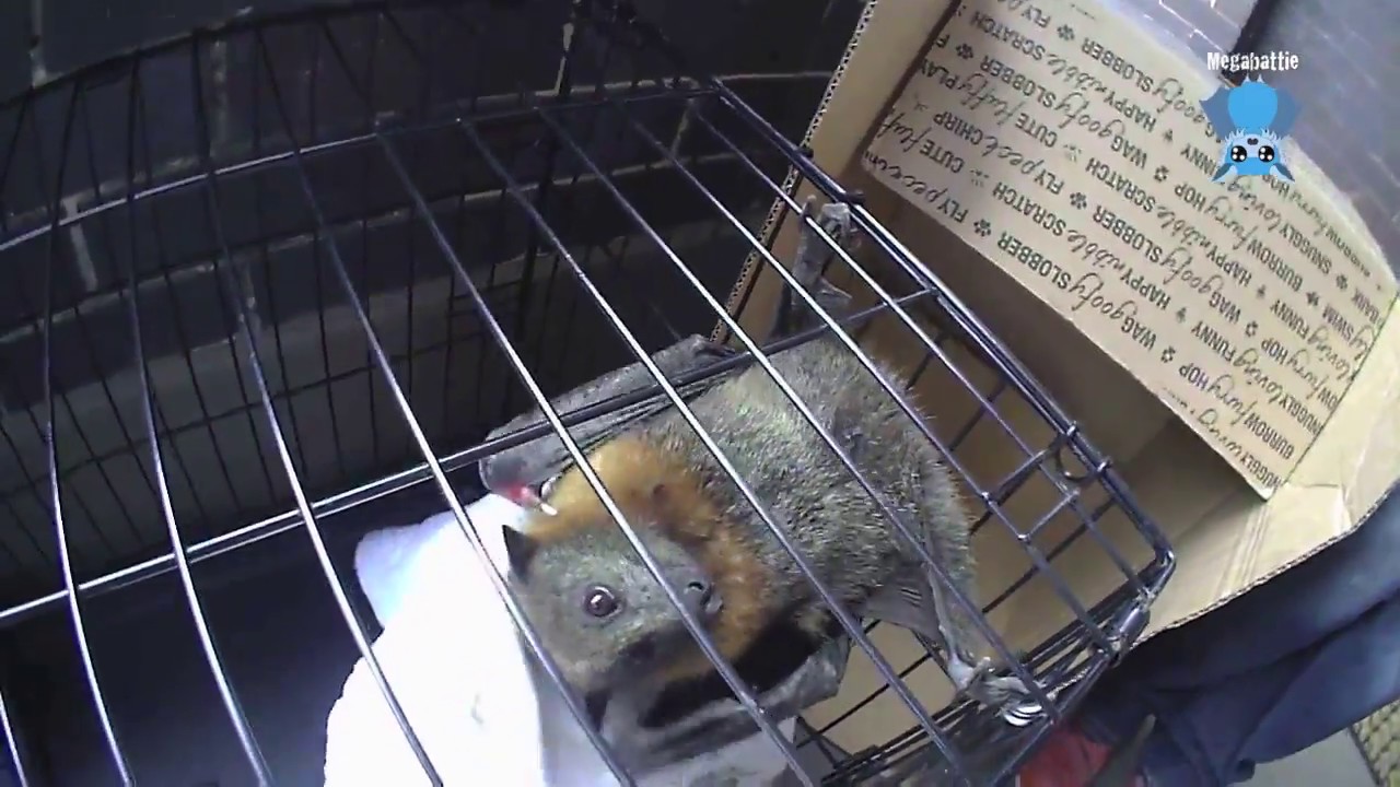 Rescuing a bat who has been electrocuted:  this is Belle