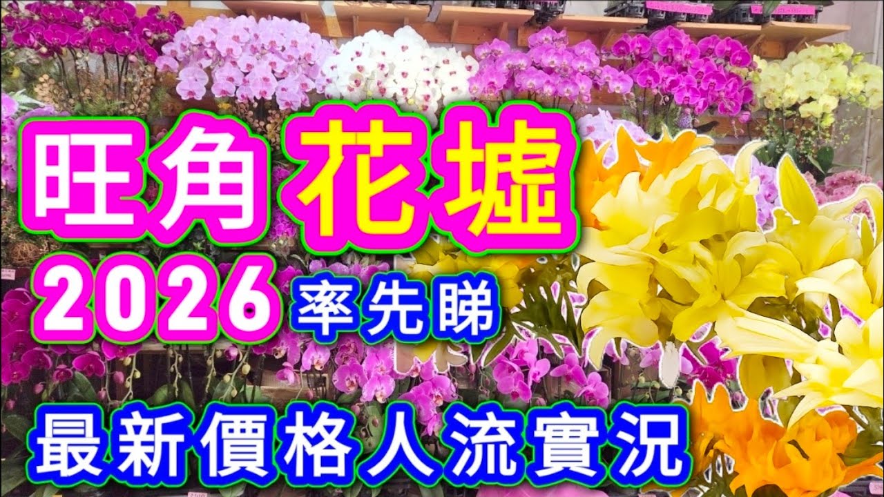 旺角花墟🔴2026🎋過年花價格/人流/實況🔴乜嘢花最多❓最多人買乜嘢花❓今年多咗要自己浸嘅頭❓你估係乜花🤭大家睇完之後🙏就可以出嚟買花之前🙏作一個參考🙏心裏有條數🙏有個準備🙏咁就買得開心啦😘