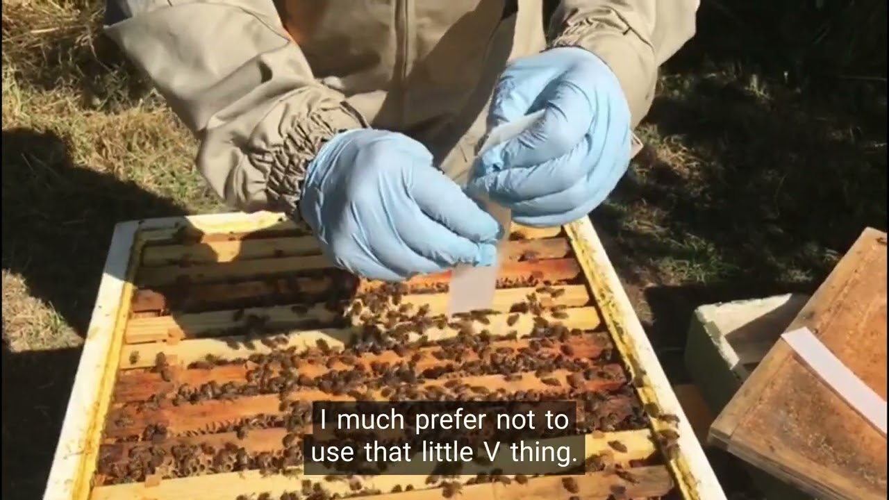 Apivar - How to use the amitraz-based varroa treatment