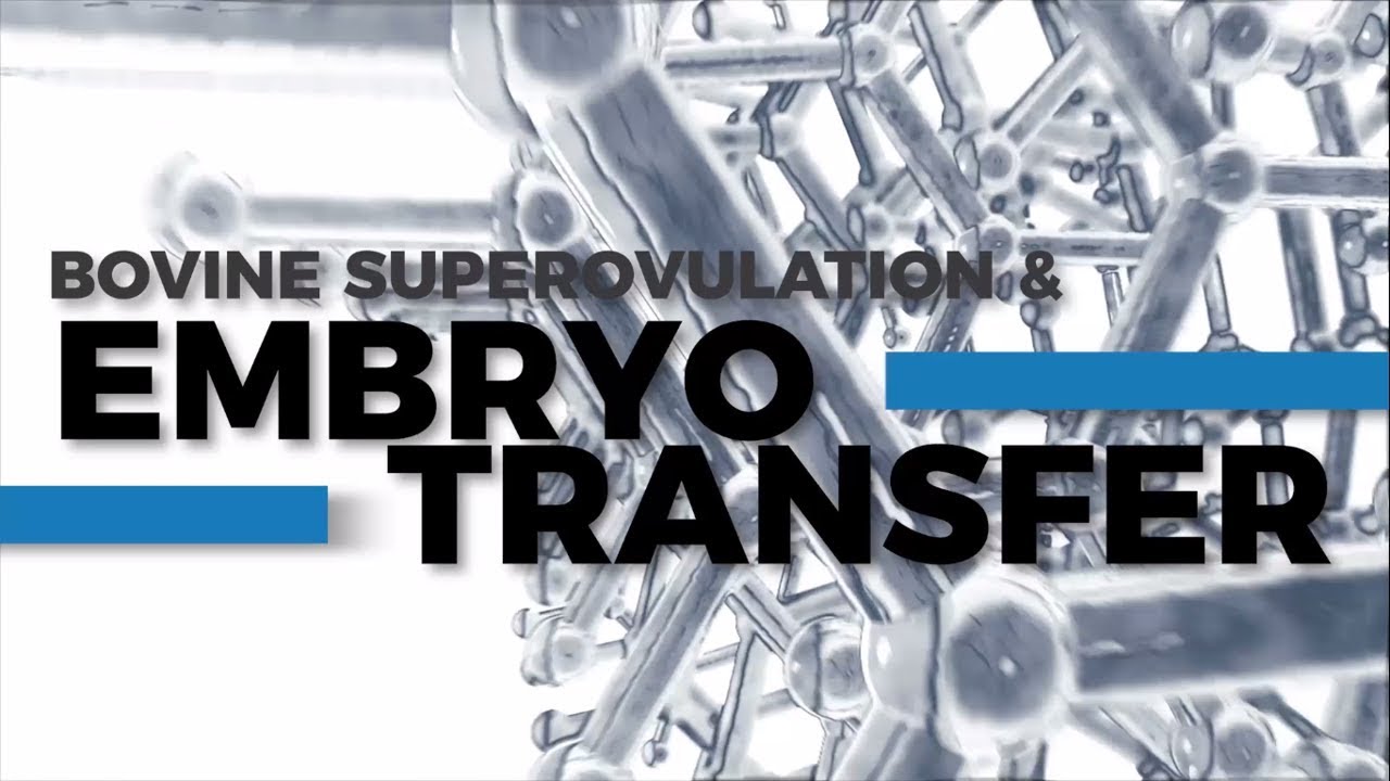 Bovine Superovulation & Embryo Transfer