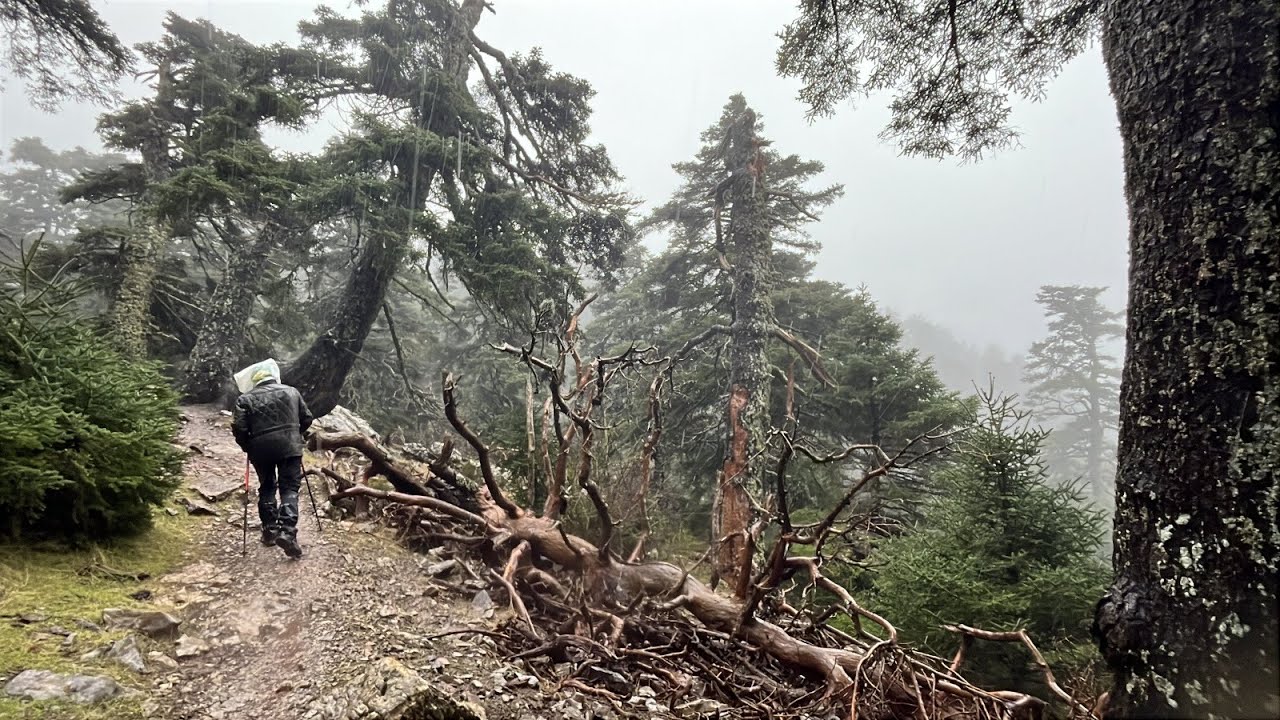 RUTA INVERNAL QUEJIGALES - PUERTO DE LOS PILONES EN SIERRA DE LAS NIEVES - RONDA (MALAGA)